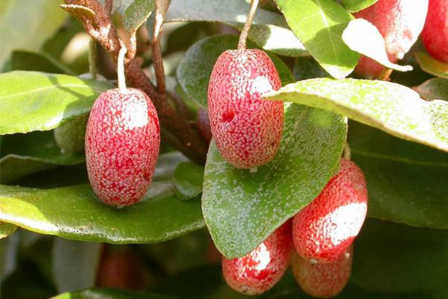 Loại cây ở Việt Nam trồng bạt ngàn, sang