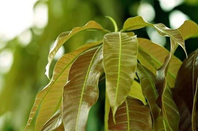 Cây người Việt chỉ ăn quả, không ngờ lá quý như 