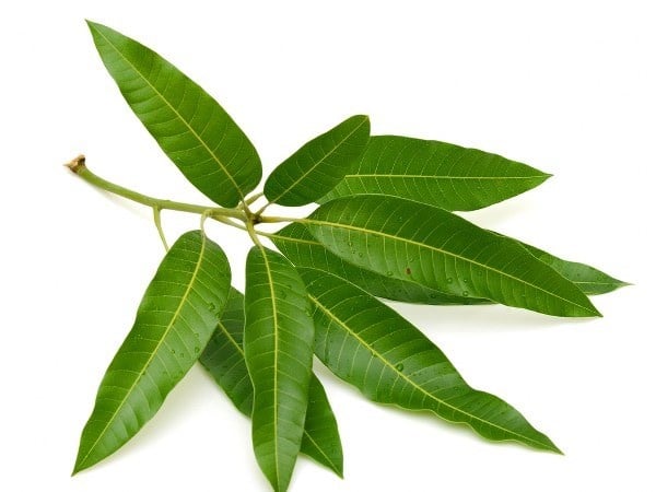 Cây người Việt chỉ ăn quả, không ngờ lá quý như 