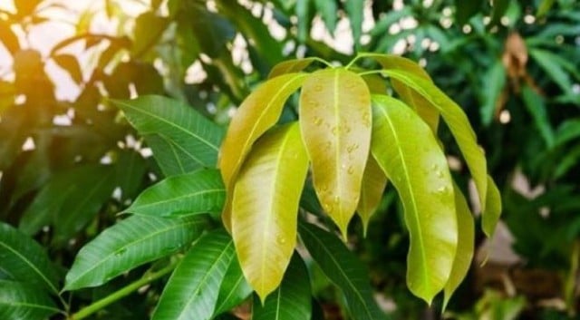 Cây người Việt chỉ ăn quả, không ngờ lá quý như 