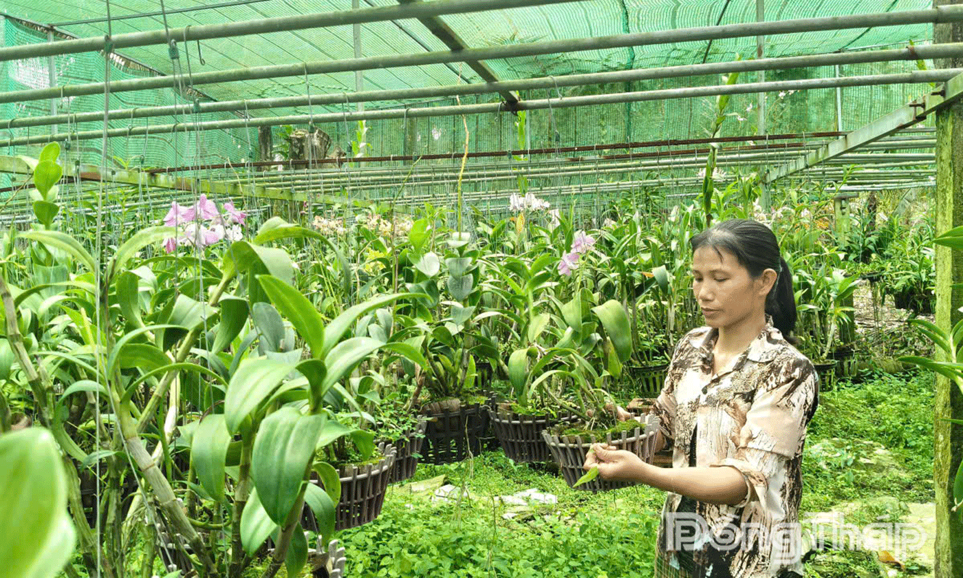 Một nông dân Đồng Tháp trồng thành công 'hoa quý tộc', có chậu bán giá cả triệu đồng