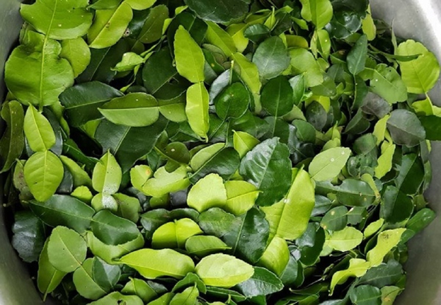 Loại cây ở Việt Nam trồng bạt ngàn, sang