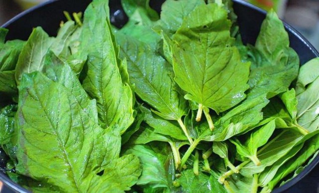 Cây người Việt thường chỉ ăn hạt, không ngờ lá cũng 
