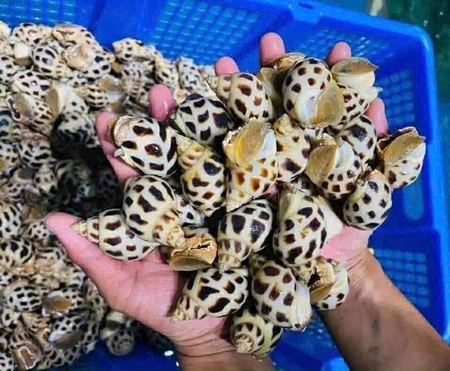 Quyết định mạo hiểm nuôi loài “vua của các loài ốc”, anh nông dân thu về tiền tỷ - Ảnh 2.