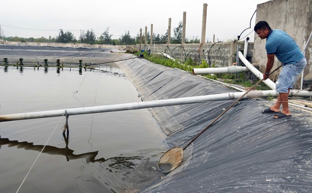 Quyết định mạo hiểm nuôi loài “vua của các loài ốc”, anh nông dân thu về tiền tỷ - Ảnh 3.