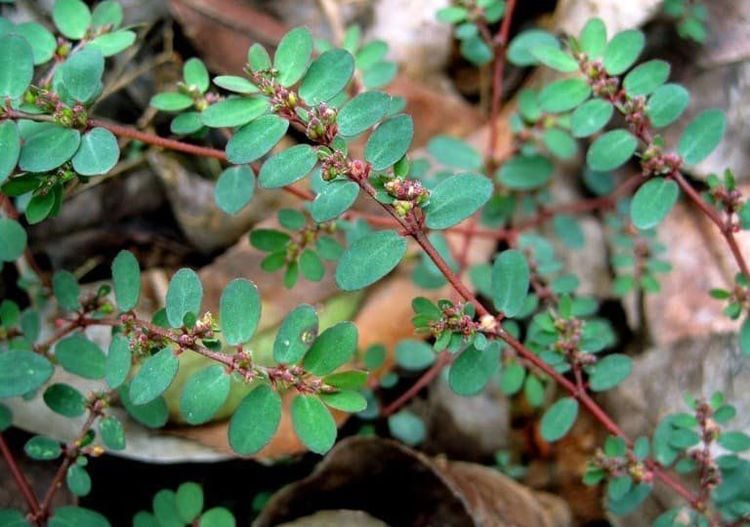 3 loại cỏ dại nhất định phải trồng 1 cây trong nhà - Ảnh 1.