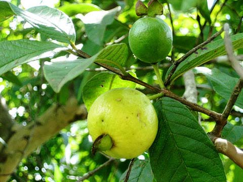 Ăn ổi để phòng ngừa đột qụy và ung thư, lợi ích sức khỏe không thể bỏ qua - Ảnh 2.