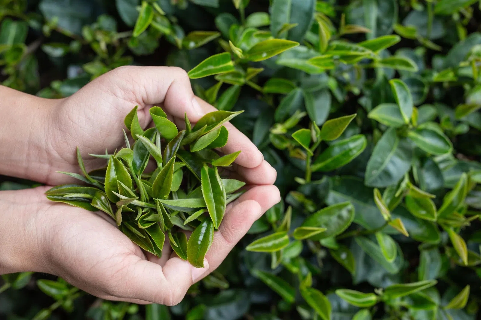 Loại lá chống rụng tóc, kích thích mọc tóc cực hay, dùng hằng ngày phòng cả ung thư: Bán đầy chợ Việt - Ảnh 1.