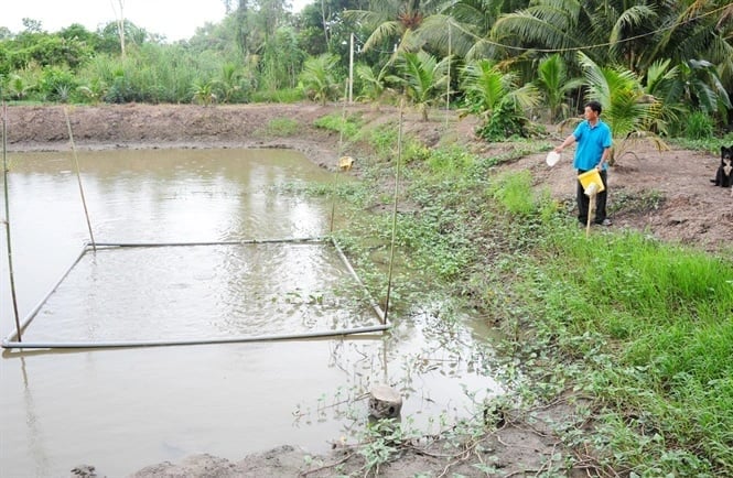 Không chỉ mang lại lợi ích kinh tế, việc nuôi cá ruộng còn giúp cải tạo độ phì nhiêu của đất và vệ sinh đồng ruộng