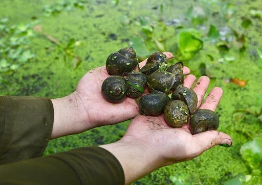 Khởi nghiệp ban đầu gặp nhiều khó khăn, nhưng với quyết tâm làm giàu tại quê hương, anh Tuy quyết tâm thực hiện bằng được