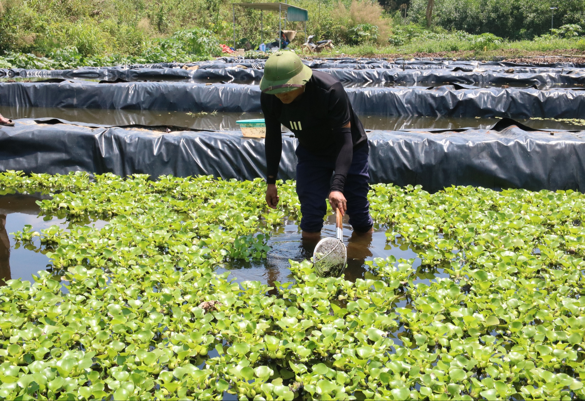 Bỏ việc lương hàng nghìn USD ở nước ngoài, anh nông dân lên khe núi nuôi con 