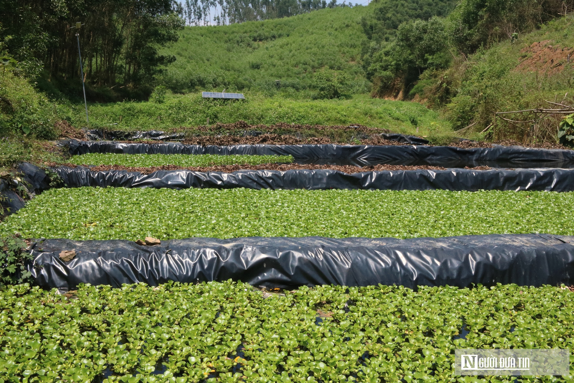 Bỏ việc lương hàng nghìn USD ở nước ngoài, anh nông dân lên khe núi nuôi con 