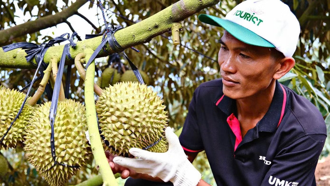 Bài dự thi 'Kể câu chuyện Việt Nam': Đất nở hoa từ những bàn tay chai sần