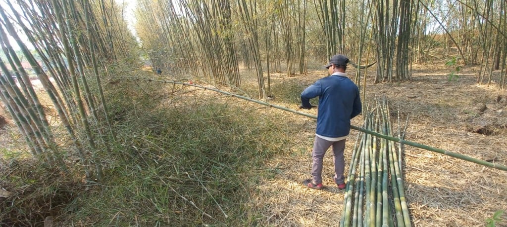Ở Bình Phước, loại 'cây nồi đồng cối đá' này hóa ra lại giúp nông dân vùng biên giảm nghèo chắc chắn