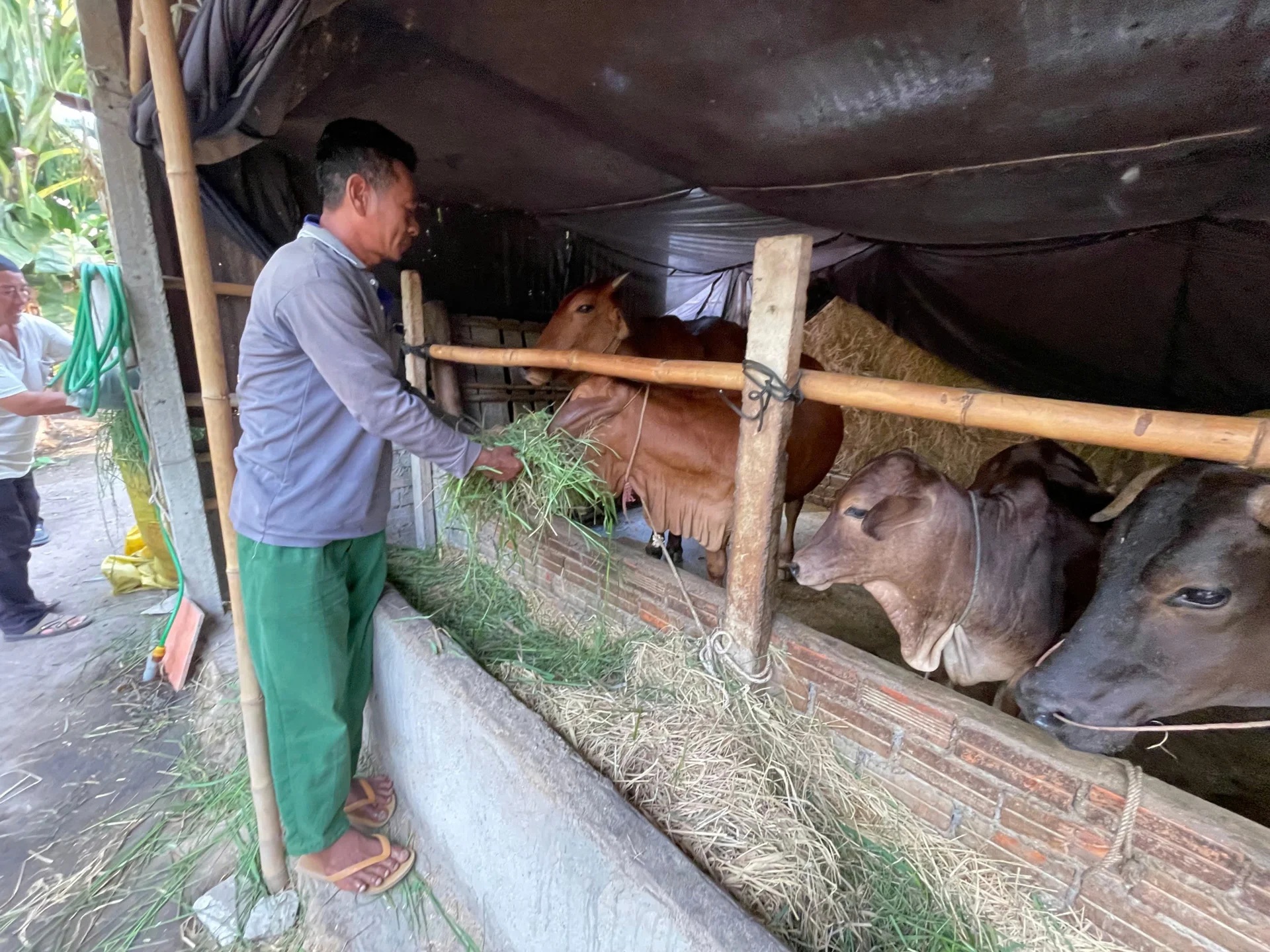Trở lại mảnh đất đau thương Ba Chúc sau 50 năm giải phóng: Đổi thay từ kinh tế vườn đồi, số hộ nghèo chỉ còn 1,7%