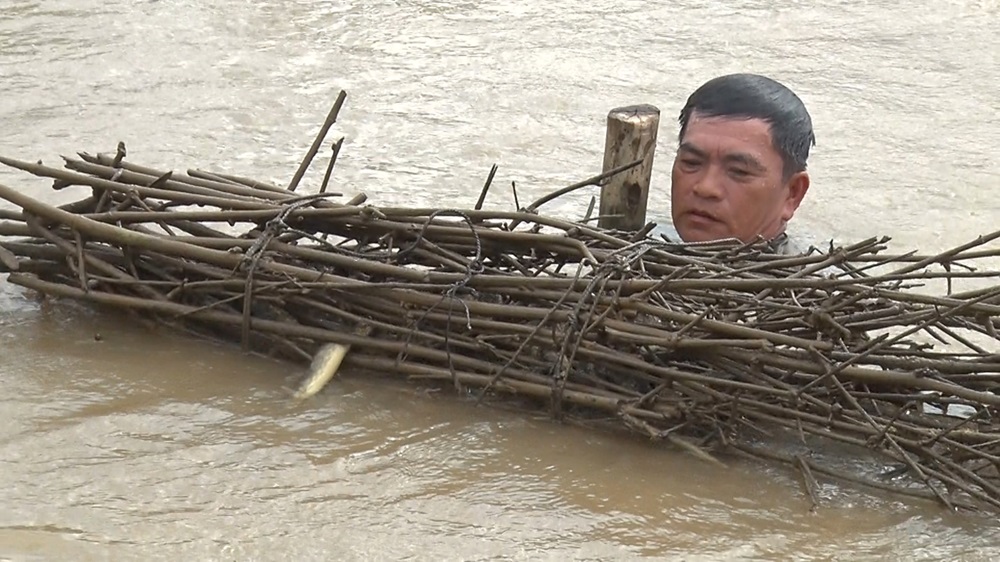 Đào ao đất nuôi cá đặc sản ví như 'nhân sâm nước', ở An Giang toàn con to dài thế này đây