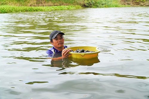Đặc sản Bình Thuận, mò loại ốc ngon trên dòng sông nổi tiếng, lên bờ người ta tranh nhau mua