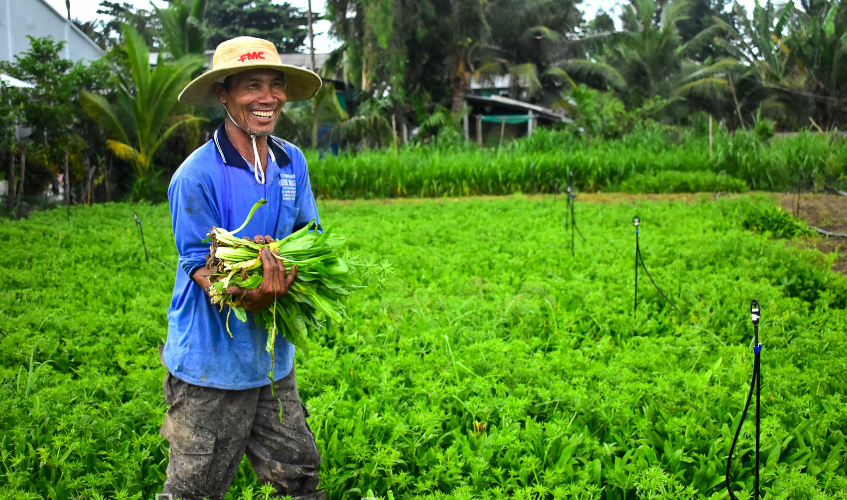 Đây là loại rau gia vị thơm khắp đồng, anh nông dân Sóc Trăng trồng thành công, hễ đất ẩm tốt um cản chả kịp