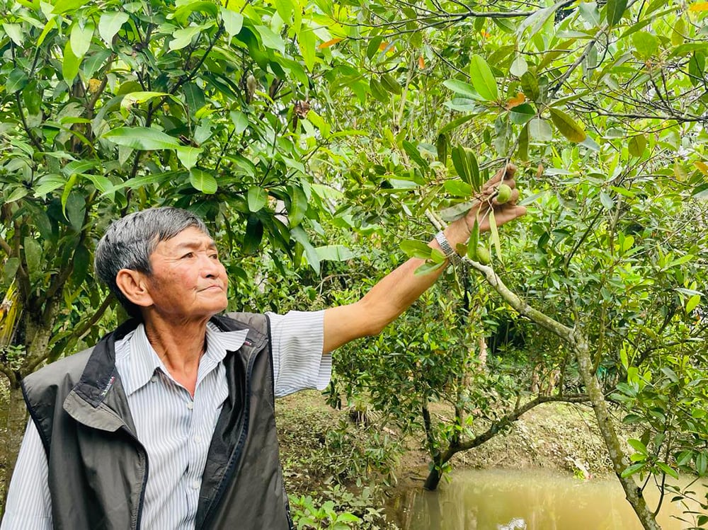 Trông như mọc dại bên cồn ở An Giang, thứ cây này thấp tè ra trái quá trời, dân bẻ bán 50.000 đồng/kg