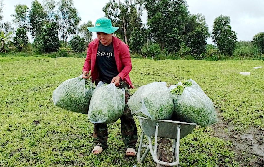 Đây, thứ rau dại nay là rau đặc sản, tốt um ngoài đồng, một người Long An trồng thành công mà giàu lên trông thấy