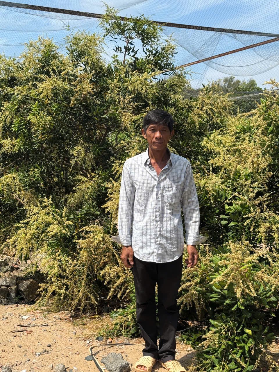 Một tỷ phú Bà Rịa-Vũng Tàu lành nghề mộc, giỏi trồng cây cảnh, cây đặc sản, 'đứng lớp' hướng dẫn nông dân, tạo nhiều việc làm