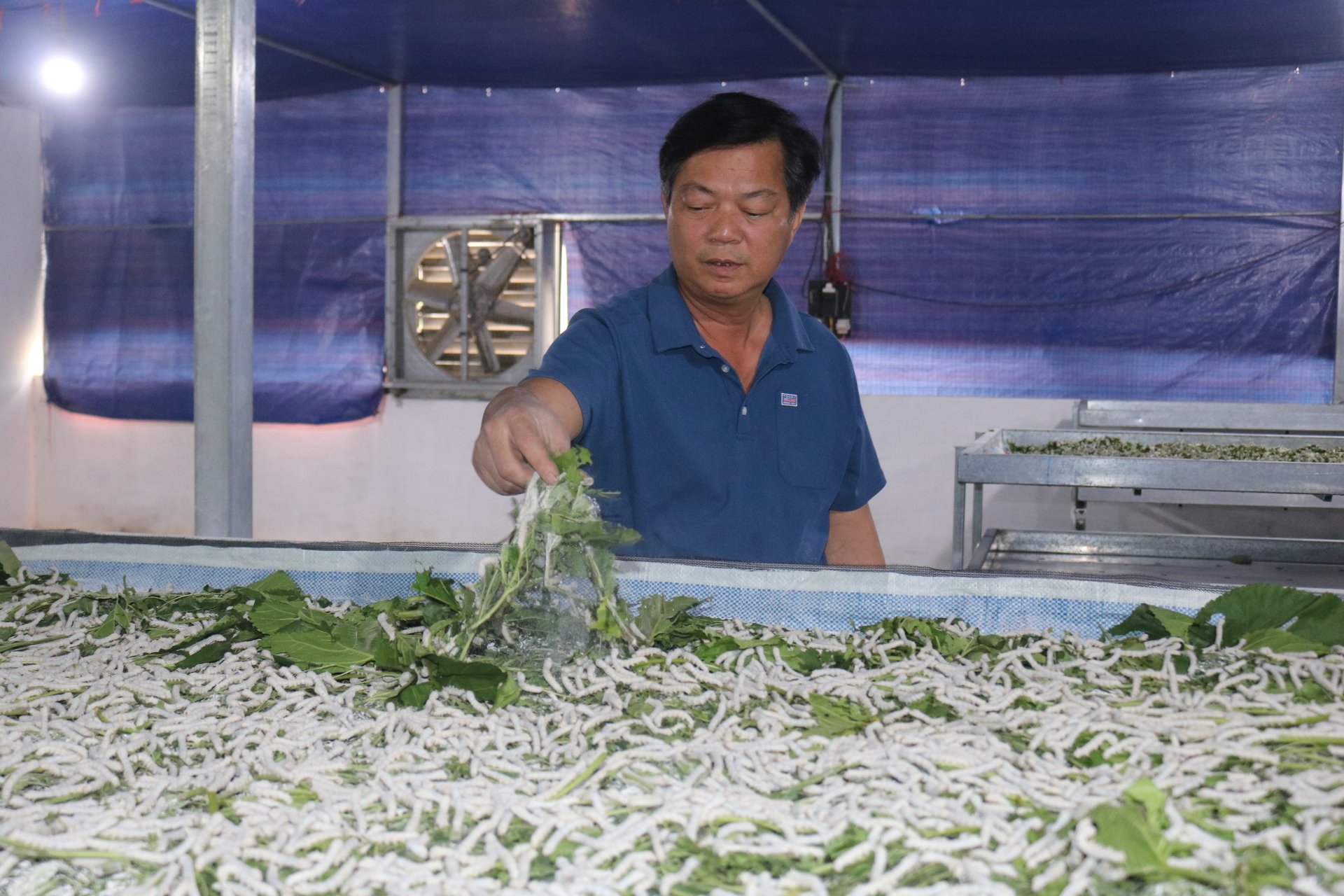 Mô hình trồng dâu nuôi tằm giúp nông dân Lào Cai thoát nghèo, nay có hộ thu hơn 30 triệu/tháng 