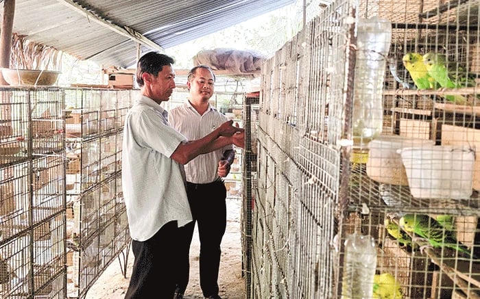  Có 36 thứ chim, sao ở Bến Tre dân mê nuôi chim bé xinh, dáng đẹp, tiếng kêu hay này?