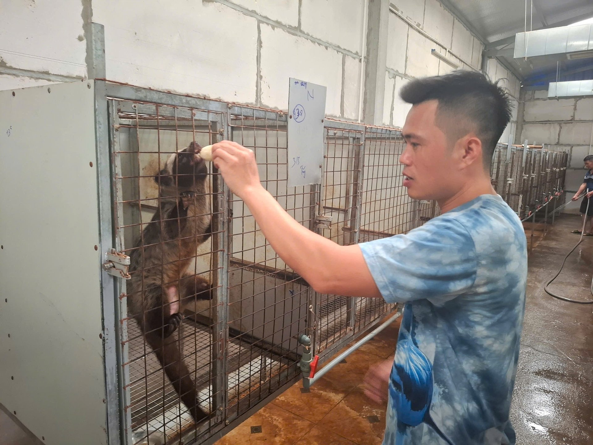 Trai Hà Nội nuôi cầy hương, con động vật hoang dã theo cách 'đặc biệt' này, mỗi năm thu hàng trăm triệu đồng