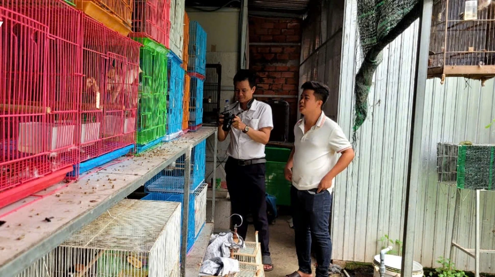 Loại chim to hơn viên kẹo, đã hót hay lại còn đột biến, anh nông dân Tiền Giang nuôi thành công, bán 5-7 triệu/con