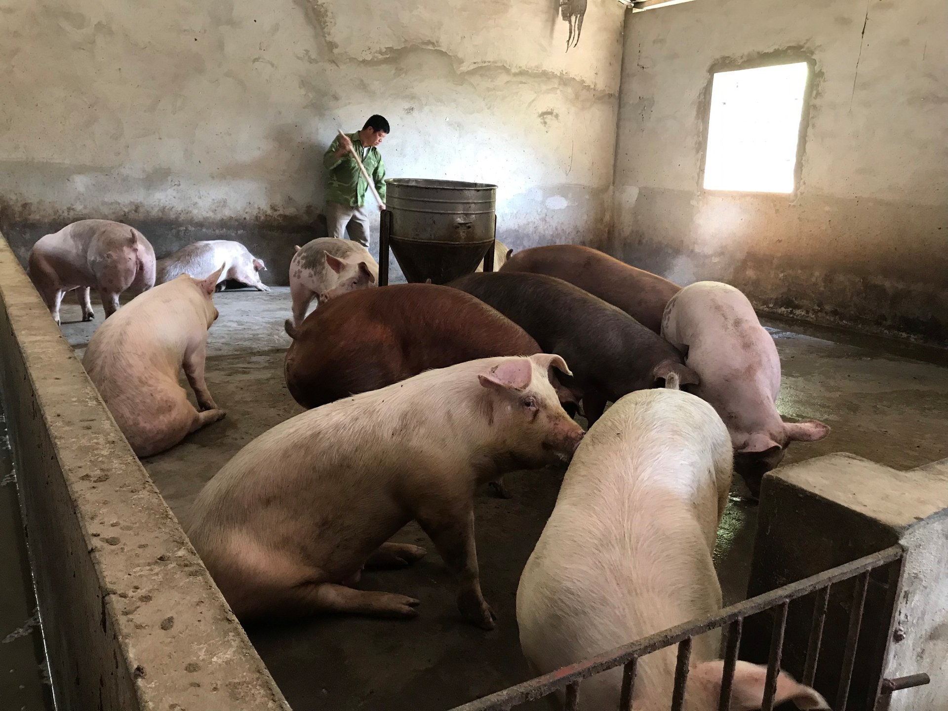 Đa dạng hóa vật nuôi theo hướng nào mà một thành phố ở Sơn La số hộ khá giàu tăng thấy rõ?
