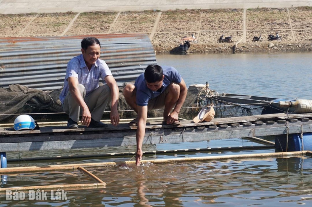 Nuôi con đặc sản dưới hồ nước, dưới ao đất, nông dân Đắk Lắk chỉ cần nói bán là khối người mua