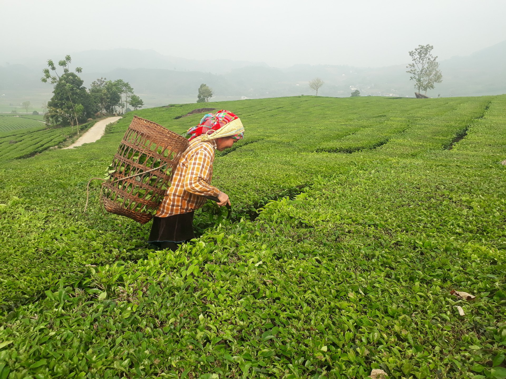 Đây chính là thứ cây trồng đều tăm tắp đang giúp nông dân một huyện của Lai Châu 'tống' nghèo khó, 'đón' khá giả 
