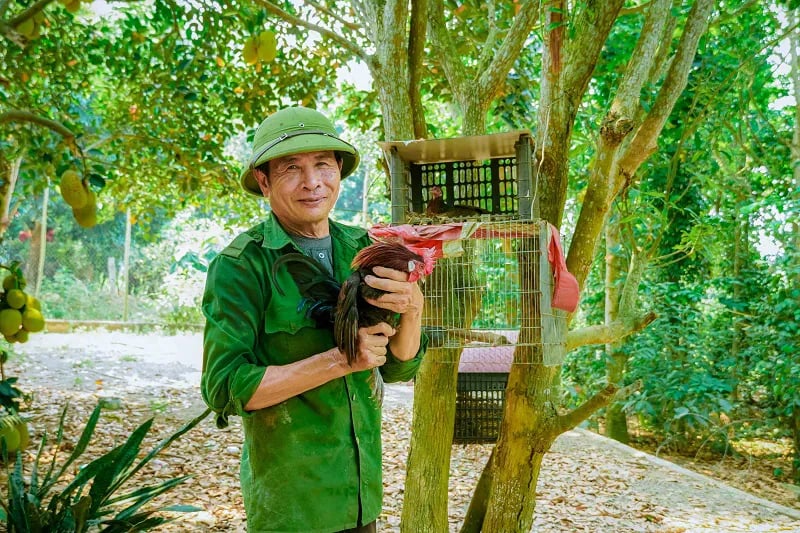 Con động vật hoang dã thuần hóa nuôi thành công như nuôi gà ta ở Quảng Bình, hễ bán là người ta vào 'bế đi' hết