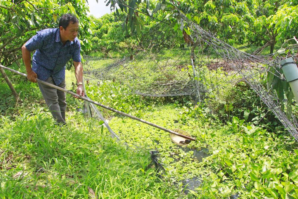 Đào rãnh trong vườn, nuôi con đặc sản, dân nơi này ở Vĩnh Long bắt con nào thương lái mua hết con đó