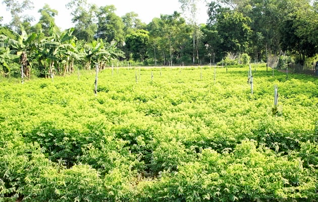 Thứ rau nấu canh chả cần mì chính, trồng thành công ở một nơi của Nghệ An, cắt đến đâu thương lái khuân đến đó