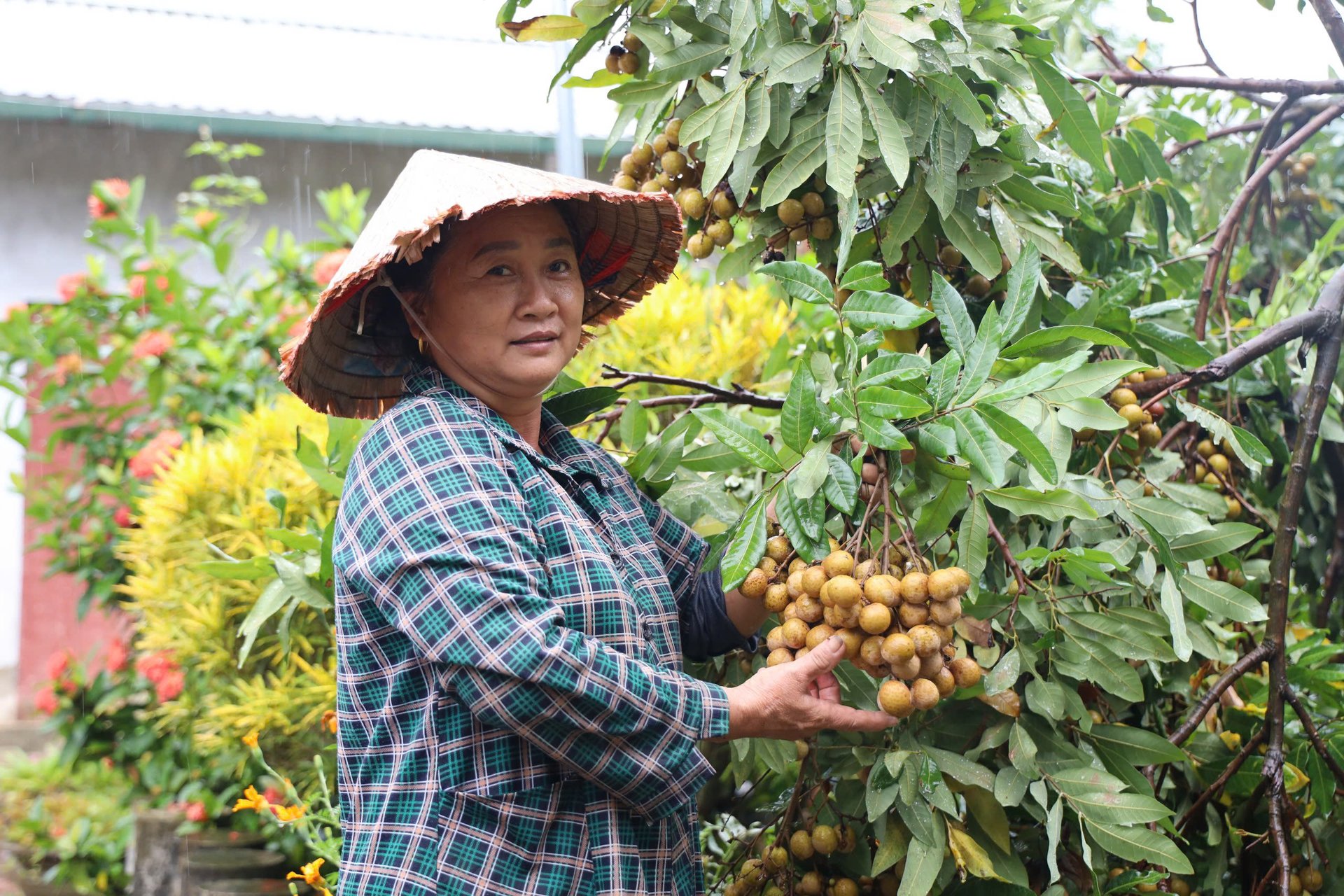 Bất ngờ tỉnh vươn lên dẫn đầu miền Bắc về diện tích cây ăn quả