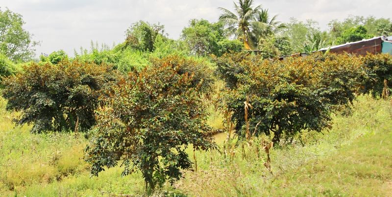Trồng la liệt cây đặc sản ra quả ngon ở đất Vĩnh Long, hễ hái là thương lái 'khuân' đi hết