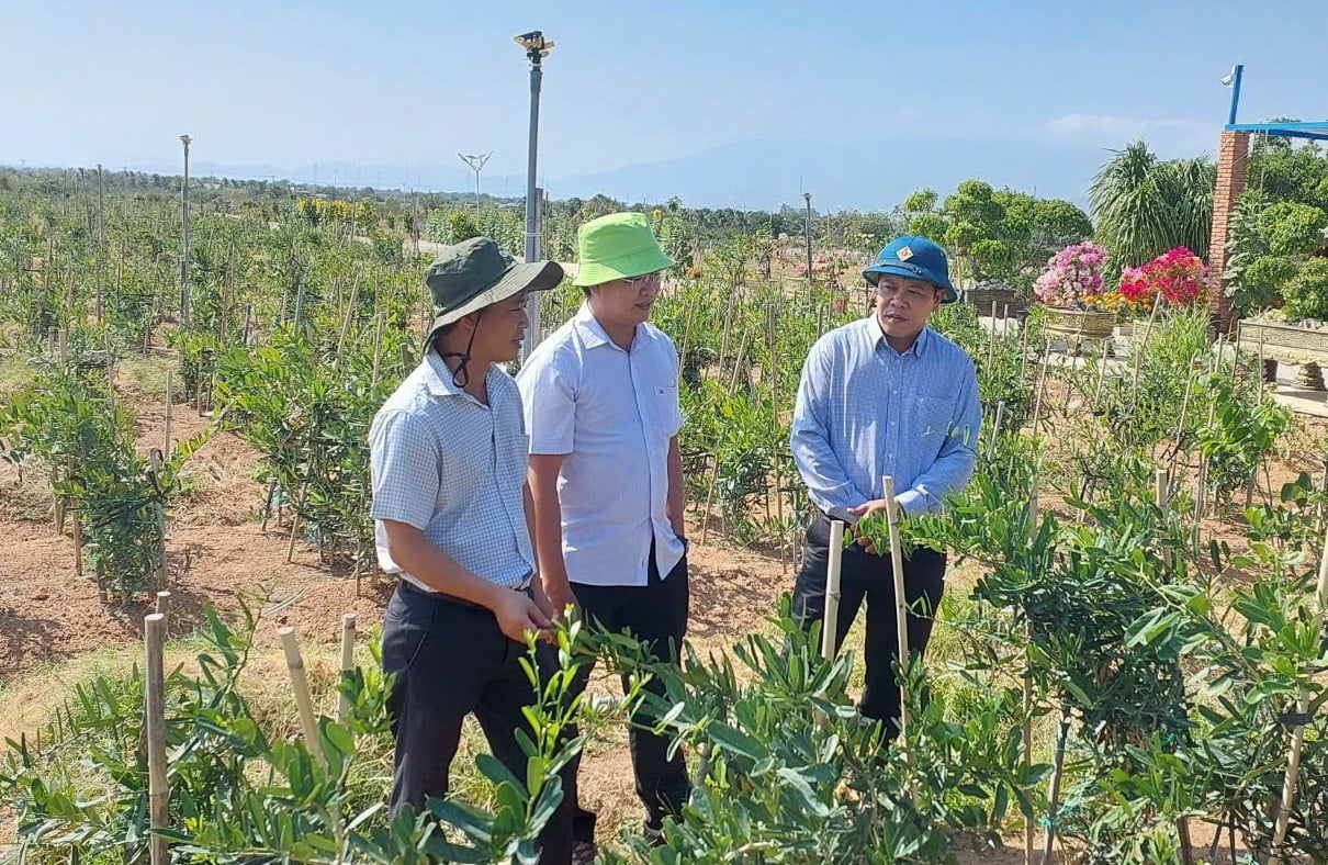 200 ha trồng cây thảo dược quý hiếm ở Ninh Thuận được bao tiêu sản phẩm, đưa vào chương trình du lịch trải nghiệm