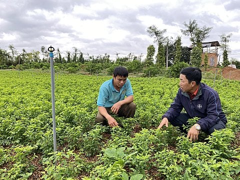 Liều trồng thứ rau ăn ngọt như mì chính trên đất cà phê, anh nông dân Đắk Lắk cắt mớ nào thương lái khuân đi hết
