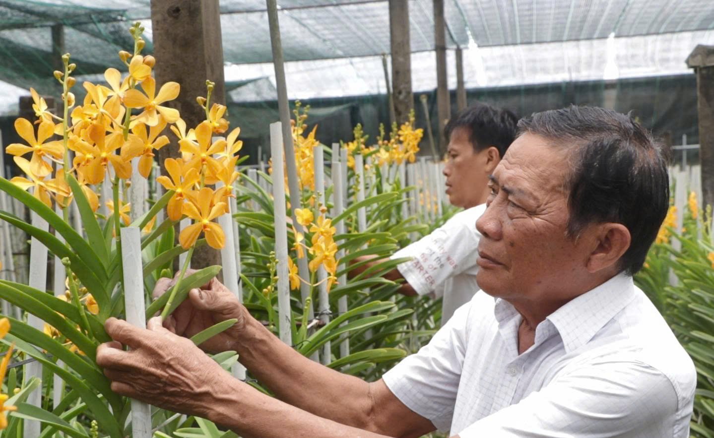 Ở TP HCM, mô hình trồng hoa lan, cây kiểng lá giảm nghèo nhanh, thành triệu phú cũng mau