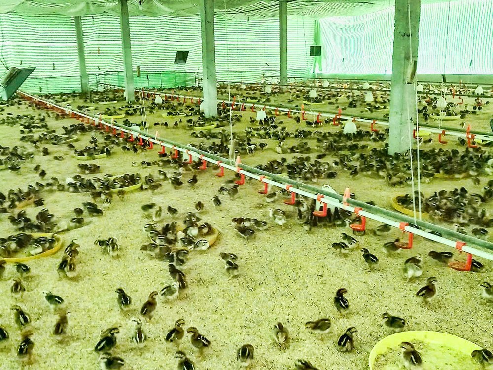 Nuôi hàng chục nghìn con gà, khỏi lo đầu vào lẫn đầu ra, nông dân xã này ở Vĩnh Long thu tiền đều đều
