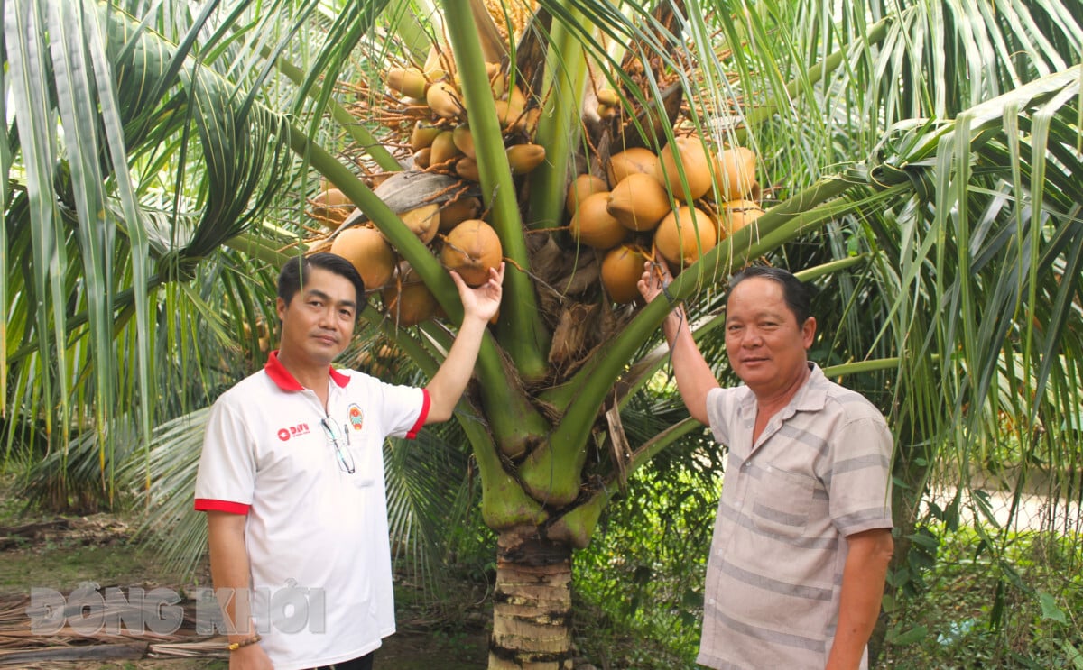Loại cây đặc sản Bến Tre này thấp tè mà trái quá trời, nông dân bán giá tốt