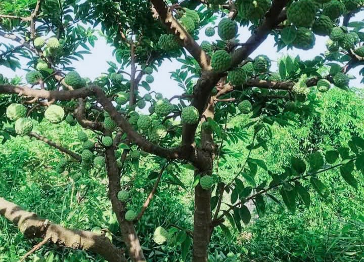 Trước thềm 'đón' tỉnh Long An về 'chung nhà', Tây Ninh có cây đặc sản nổi tiếng ra quả ngon quá trời như thế này đây