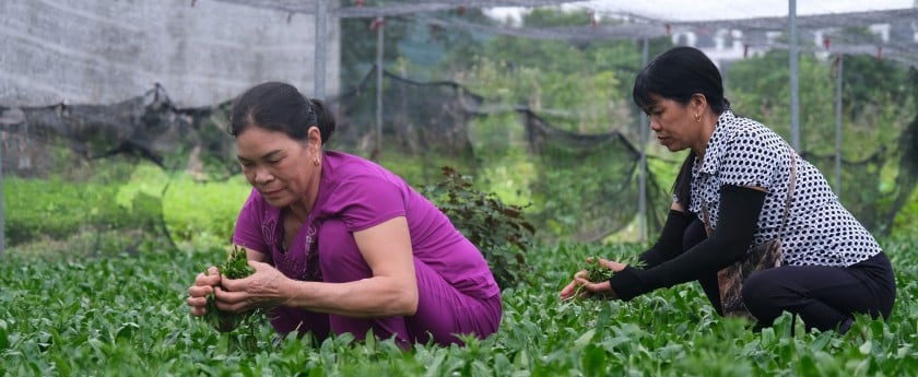 Đây, loại rau thơm hễ dính tí nước ẩm là tốt um, dân nơi này của Thái Bình cứ cắt là bán nhanh như tôm tươi