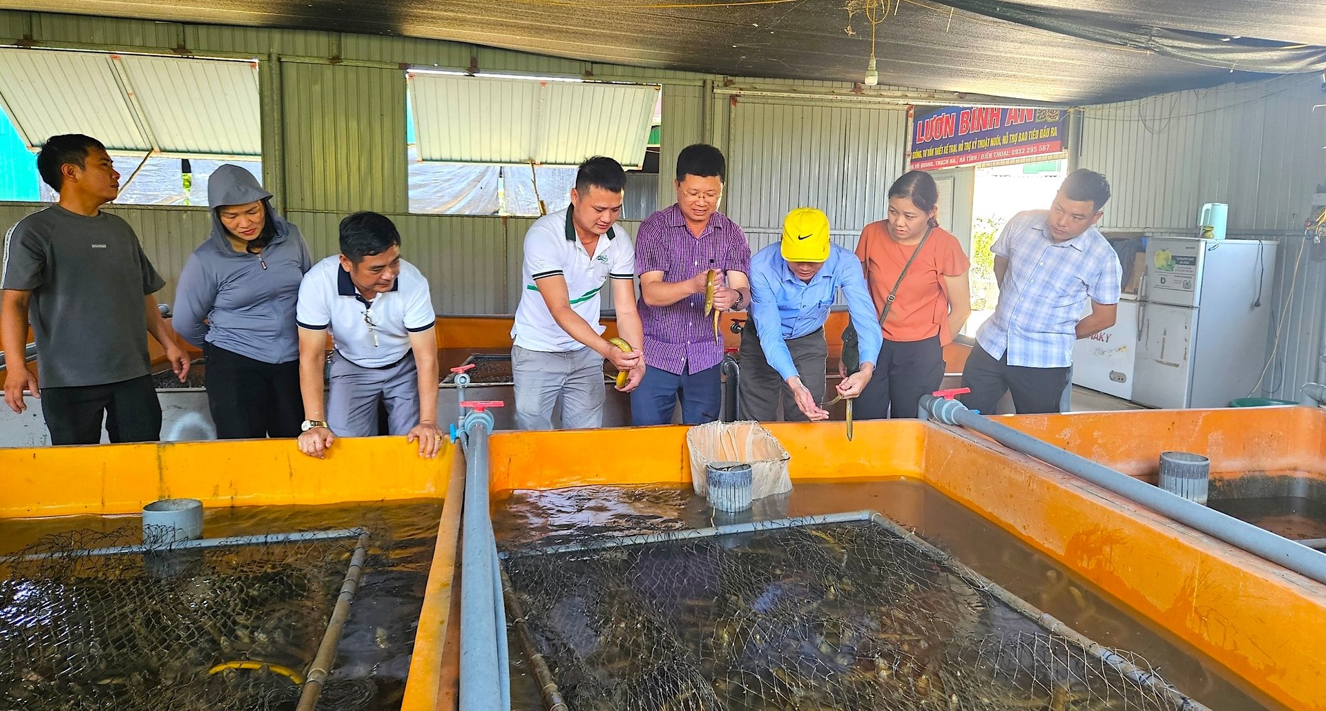 Con đặc sản bình dân trườn dày đặc dưới bể xi măng, mô hình thoát nghèo mau lẹ, làm giàu cũng nhanh ở Hà Tĩnh