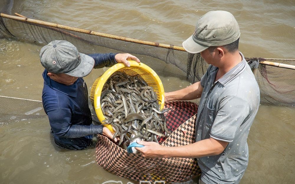 Ở Cà Mau, dân nuôi dày đặc loại cá ngon này, nay xúc lên bán đắt tiền, nhà nào cũng trúng