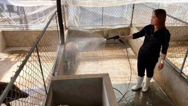 Nuôi lợn rừng lai thành công ở một xã của Cà Mau, cứ bán là hút hàng