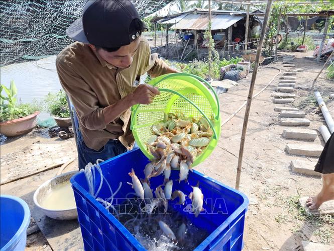 Nuôi dày đặc cá đặc sản như thế này, một ông nông dân Đồng Tháp bán 500.000 đồng/kg