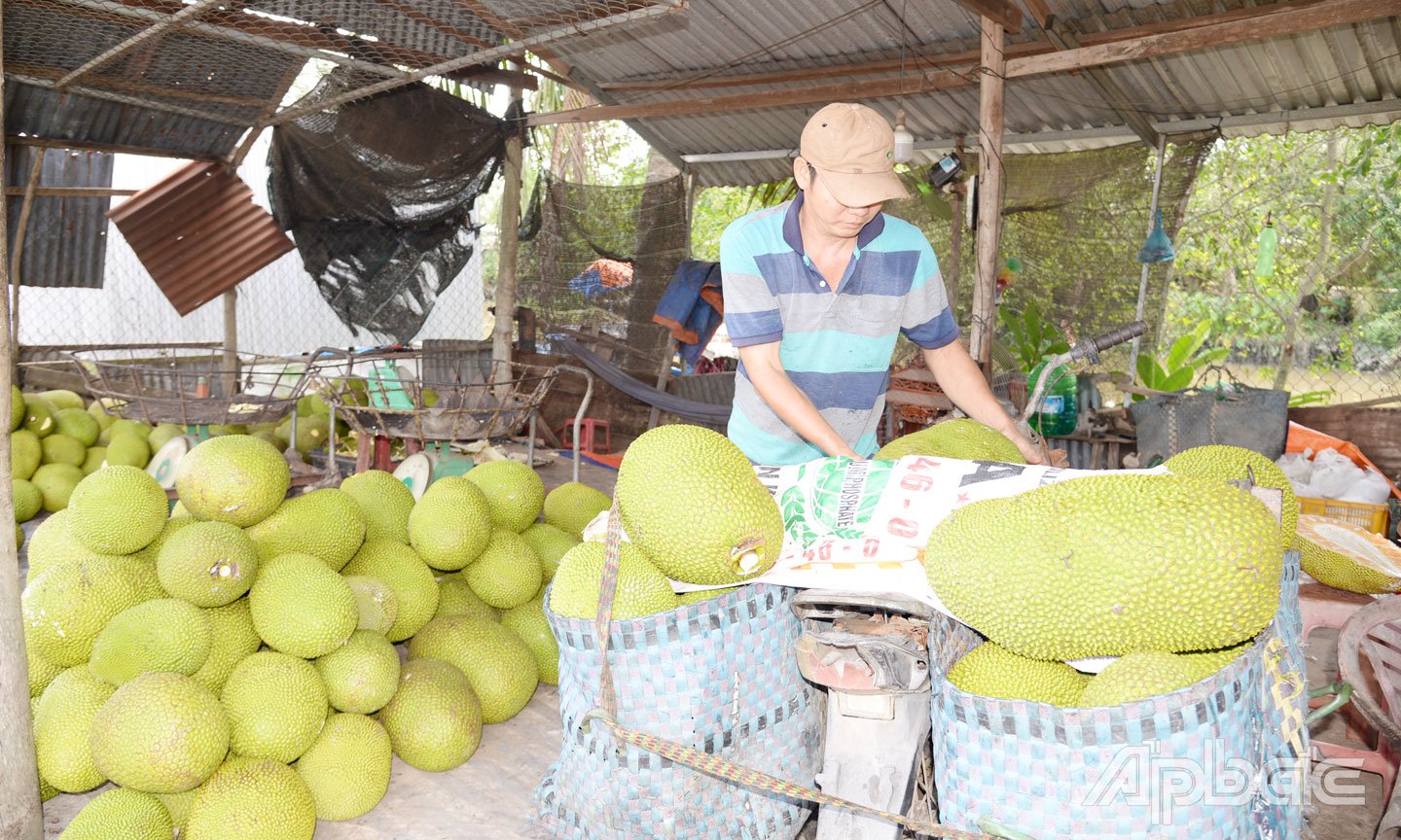 Trước ngày 'nắm tay' Đồng Tháp, ở Tiền Giang giá quả ngon 'rớt cái bịch', nhà vườn, thương lái ngơ ngác, quả gì giá bán chỉ 500 đồng/kg?