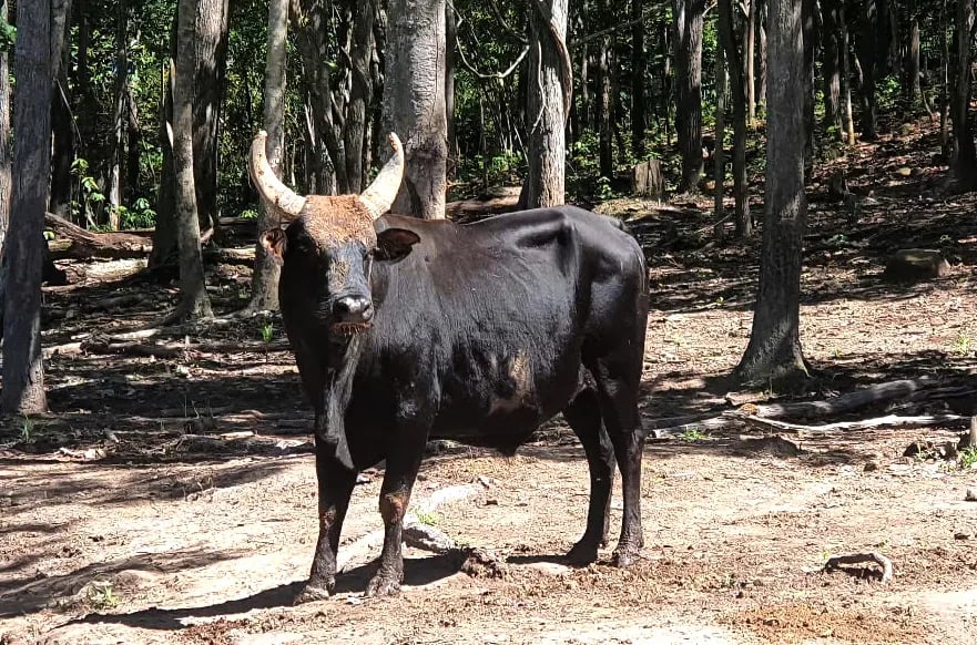 Động vật hoang dã này sau gần 13 năm nuôi bảo tồn ở một khu rừng Ninh Thuận, nay số phận vì sao chưa rõ ràng?